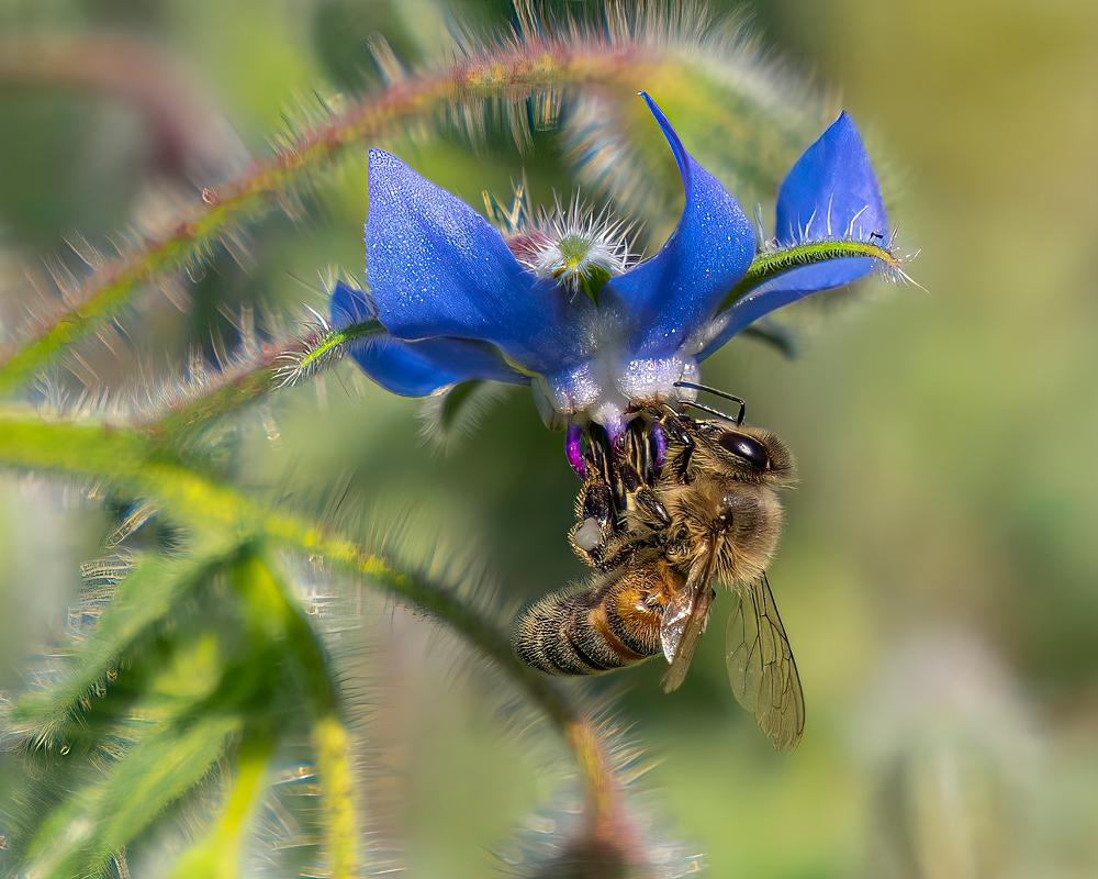 a bee collecting nectar from a blue flower